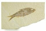 Detailed Fossil Fish (Knightia) - Wyoming #363789-1